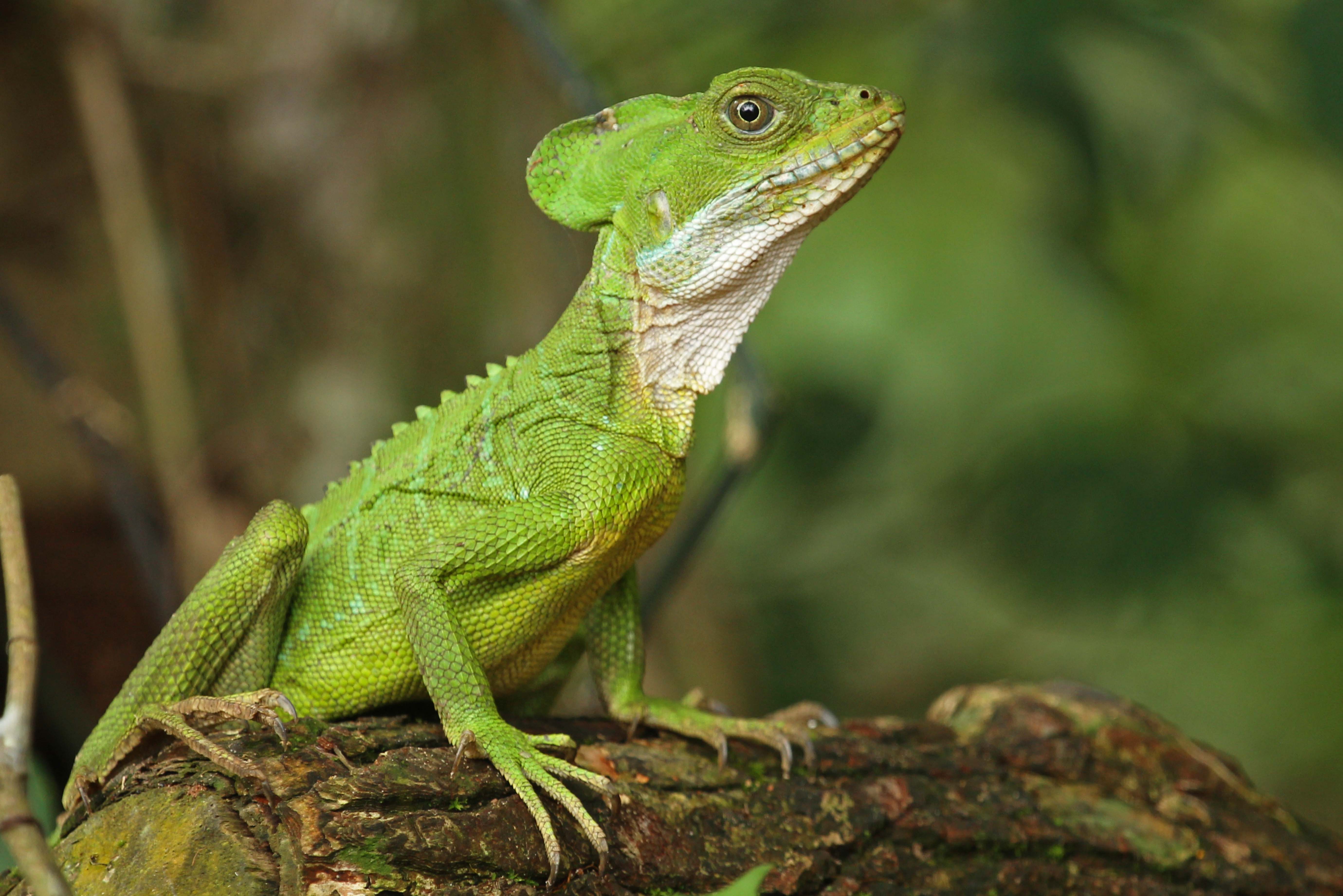 Basiliscus galeritus.jpg